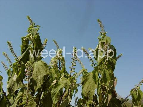 mint, perilla